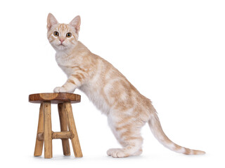 Curious European Shorthair cat kitten, standing side ways with front paws on little wooden stool. Looking straight towards camera. Isolated on a white background.