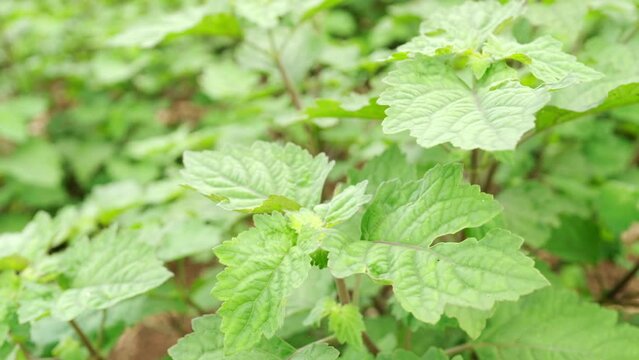 closeup, patchouli leaves on field, pogostemon cablin, indonesia, asia
