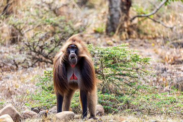 Majestic alpha male of endemic animal monkey Gelada baboon. Theropithecus gelada, Debre Libanos,...