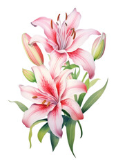 Fototapeta na wymiar PNG Lily flower lily blossom.