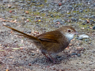 Critically Endangered Eastern Bristlebird in NSW Australia