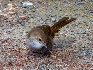 Critically Endangered Eastern Bristlebird in NSW Australia