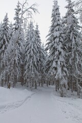 Plowed rural road with tire tracks that is lined with trees in cloudy winter weather with snow on the ground, Finland.