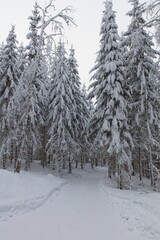Plowed rural road with tire tracks that is lined with trees in cloudy winter weather with snow on...