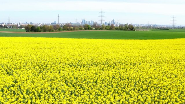 spring nature in front of the skyline of frankfurt germany 4k 25fps video