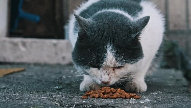 A streetwise black and white cat enjoys a meal on the pavement. Life of urban stray animals. Feeding wild cat outdoors in slow motion. Lonely abandoned animals. Volunteer care for street animals.