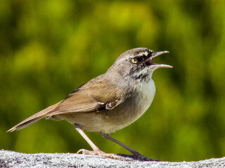 White-browed Scrubwren in NSW Australia
