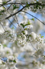 White cherry flowers on a tree.