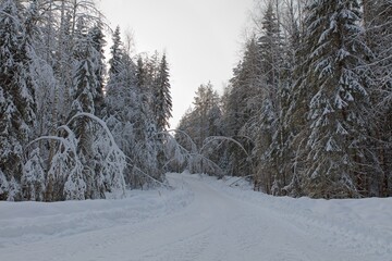 Plowed rural road with tire tracks that is lined with trees in cloudy winter weather with snow on...
