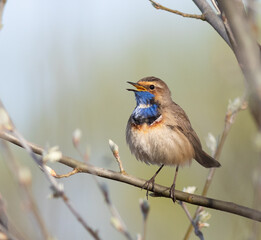 Bluethroat, Luscinia svecica. Early in the morning, a bird sits on a branch and sings