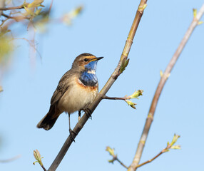 Bluethroat, Luscinia svecica. A bird sits on a branch on a riverbank