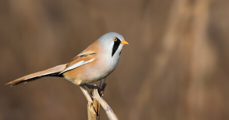 Bearded reedling, Panurus biarmicus. A male bird perched on a reed stalk on a flat background