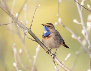 Bluethroat, Luscinia svecica. In the early morning, a male bird sits on a branch on a riverbank