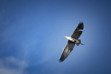 Obraz premium Beautiful flying grey heron