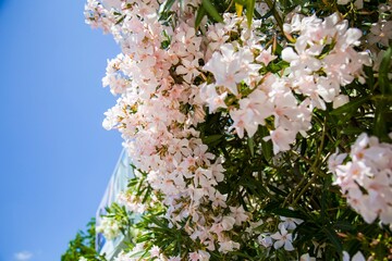 Beautiful tree with delicate white oleander flowers on a sunny day