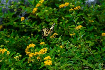 Closeup of a yellow tiger swallowtail butterfly on a plant