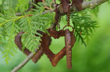 Selective focus of rusty metal on heart shape with fern plants in the garden