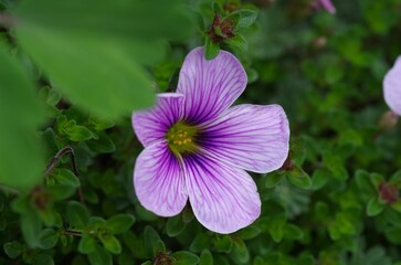Obraz premium Closeup of Oxalis, Ione Hecker flower