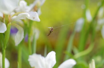 Shallow focus of Mangora acalypha with blurred background of flowers