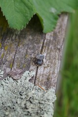 Selective focus of a nail in a rustic wood b