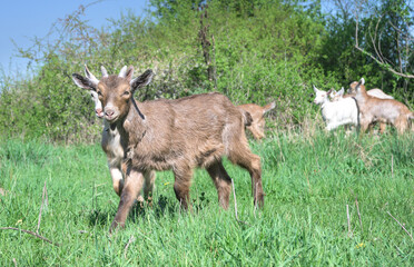 Young goats graze on the green meadow. Goat farm - consumption of milk meat and goat meat.