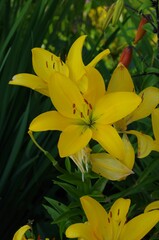 Selective focus of yellow Lilium parryi flowers