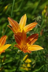 Closeup of Orange day-lily, Hemerocallis fulva flowers in a green field