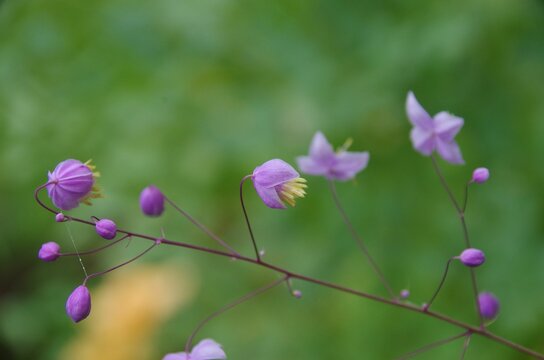 Selective focus of Chinese meadow-rue, Thalictrum delavayi