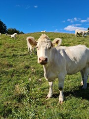 Closeup shot of a white cow found grazing in an open field in the countryside