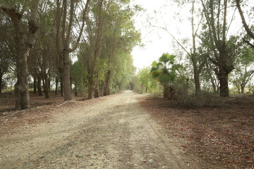 Rural walking trail through a dusty forest