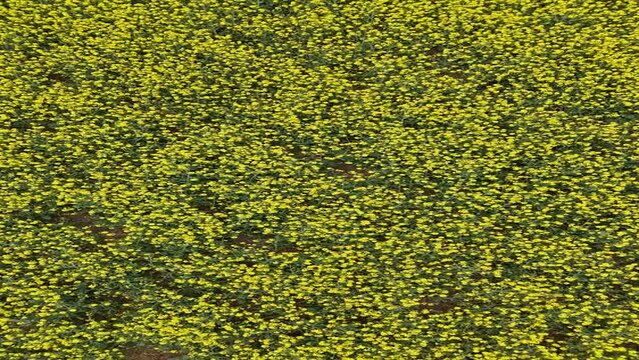 Bright yellow flowers of an Oil Seed, Lindseed Oil crop.  British countryside and food production.  Spring. 