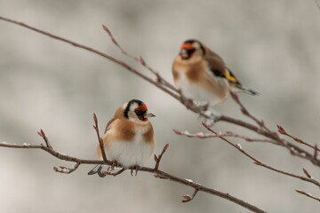 Pair of black-headed Goldfinch (Carduelis carduelis) perched on the leafless branches in the winter