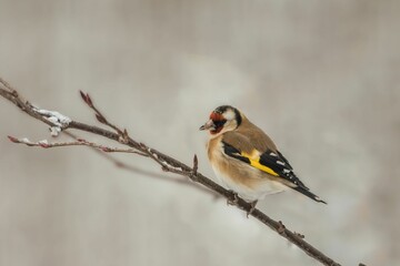Selective focus shot of European goldfinch (Carduelis carduelis) perched on a branch