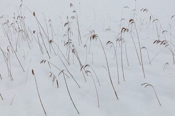 Reeds on the ice covered with snow of a lake in winter.