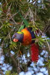 Multi-colored Rainbow Lorikeet (Trichoglossus moluccanus), parrot species native to Australia, feeding on flowers of Bottlebrush (Callistemon)