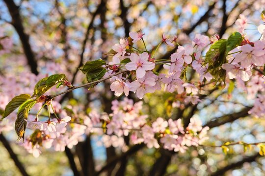 Sakura blossoming with pink flowers in the park in early spring. Spring, flowering.