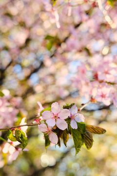 Sakura blossoming with pink flowers in the park in early spring. Spring, flowering.