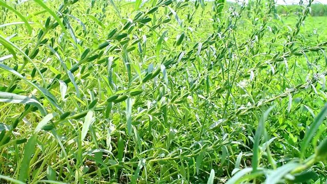 Green Sesame Seed Plant Growing In The Field
