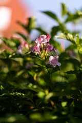 Vertical closeup shot of a beautiful pink flower found growing in nature