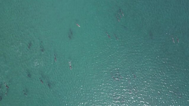 playful pod of dolphins aerial footage in Cortez sea, Baja California Sur Mexico