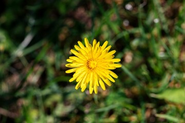 Selective focus of a yellow dandelion growing in a field under the sunlight with a blurry background