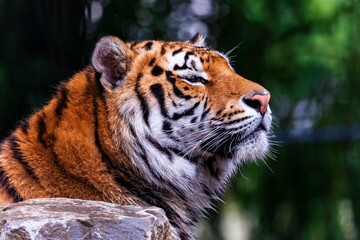 Closeup of a Siberian tiger in a zoo under the sunlight with a blurry background