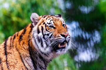 Closeup of a Siberian tiger in a zoo under the sunlight with a blurry background