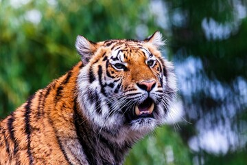 Closeup of a Siberian tiger in a zoo under the sunlight with a blurry background