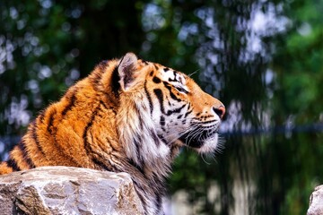 Closeup of a Siberian tiger in a zoo under the sunlight with a blurry background