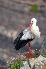 white stork, ciconia ciconia, nesting in a storks colony in the rocky cliffs of Cabo Raso at the western atlantic coast of Portugal, Europe - 782923331