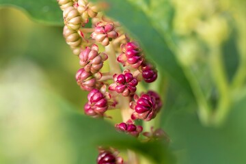 Selective focus closeup of pokeweed, phytolacca Americana poisonous berries