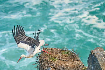 white stork, ciconia ciconia, nesting in a storks colony in the rocky cliffs of Cabo Raso at the western atlantic coast of Portugal, Europe - 782923399