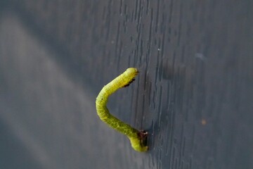Closeup of a fall cankerworm in an early development stage on a black surface