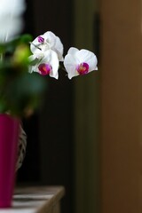 Vertical closeup of the delicate moth orchid, phalaenopsis flowerheads against a blurred background